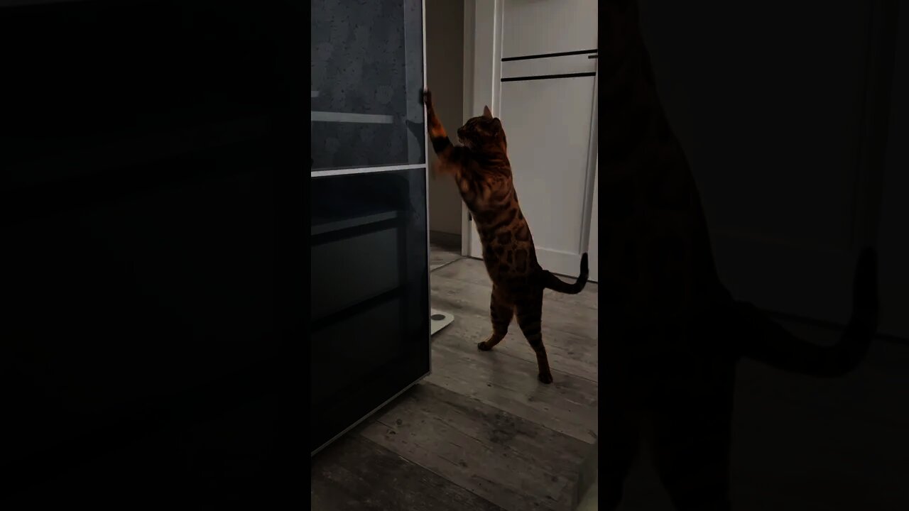 #shorts Смешные Коты Из Тик Тока 155 Funny Cats From Tiktok