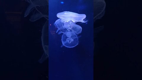 #Shorts #Aquatic #Sea #Jellyfish #Peace #Love #Care