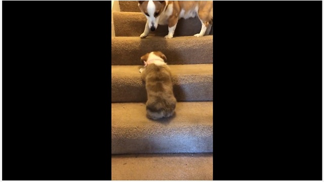 Two Adorable Pups Engage In Play Mode While Climbing The Stairs