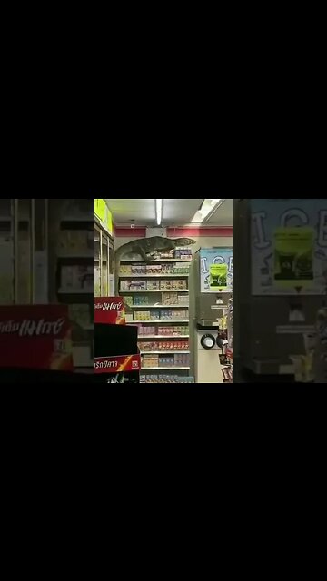 Giant lizard terrorizes supermarket in Indonesia