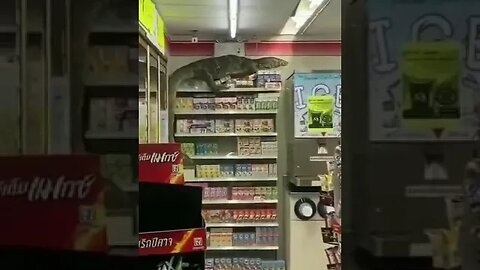 Giant lizard terrorizes supermarket in Indonesia