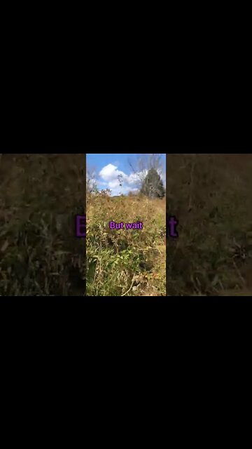 My bee suit was 2 hours away so I maked due #honey #bee #inspection #farm #greatday