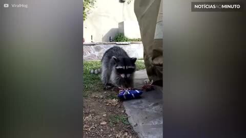 Guaxinim selvagem faz amizade com casal na Califórnia