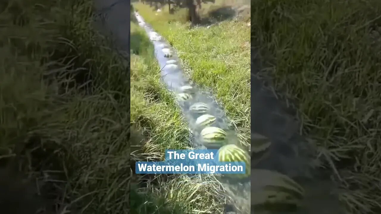 The Great Watermelon Migration #watermelon #short #shorts