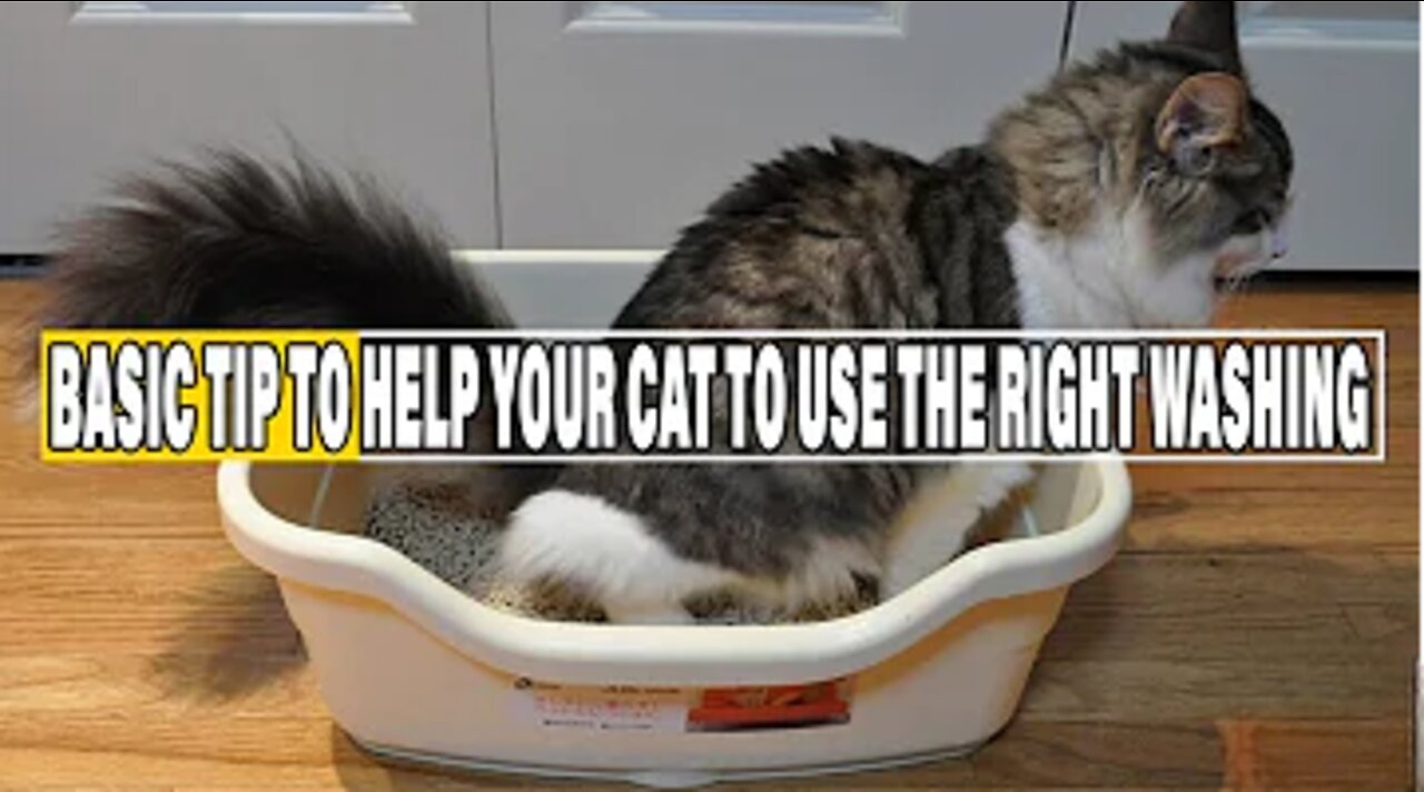 How To Train Your Cat To Use The Toilet — It’s amazing how easy it is!