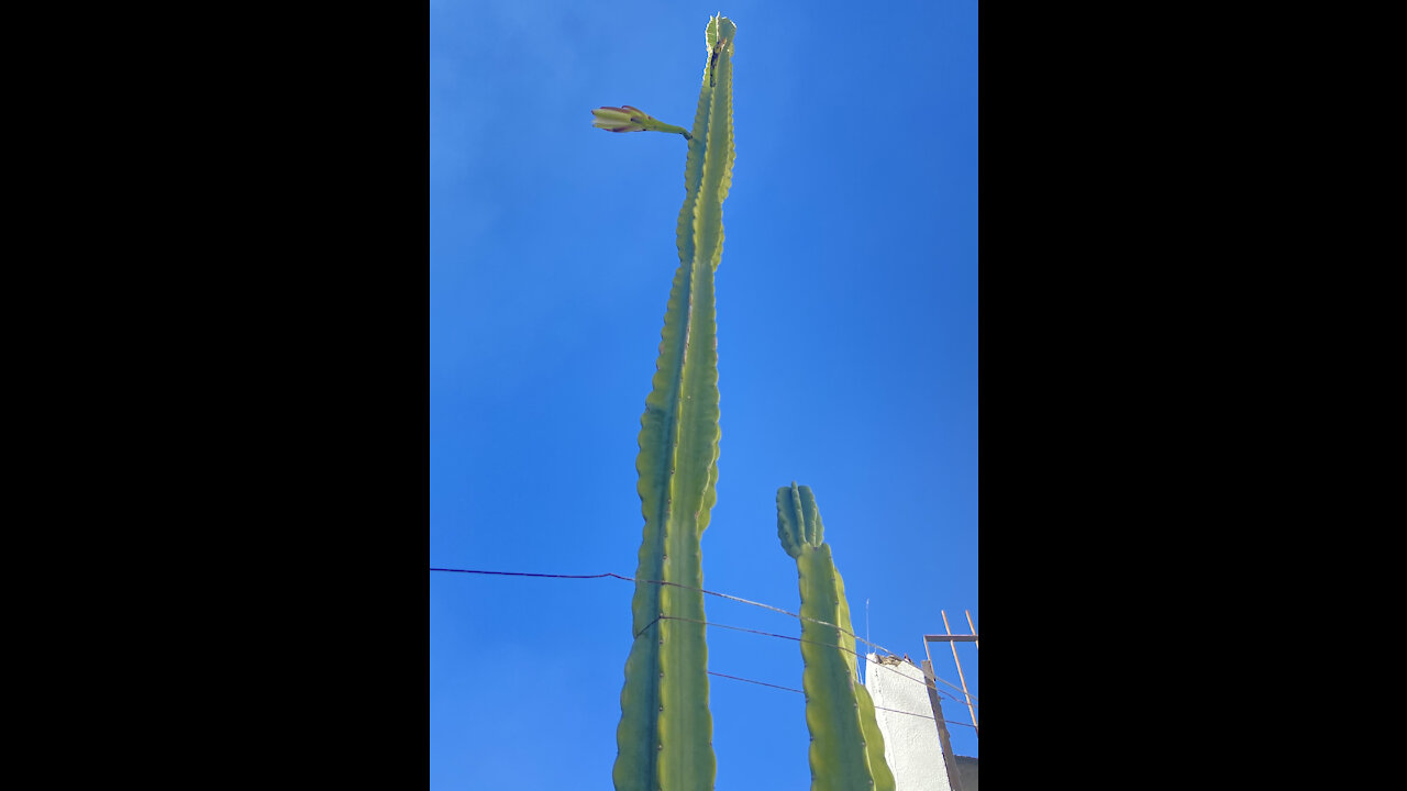 Flor 🌺 do Mandacaru (cactus 🌵) raro pois floresce apenas um dia