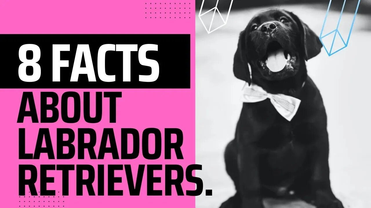 8 interesting Facts about Labrador Retrievers