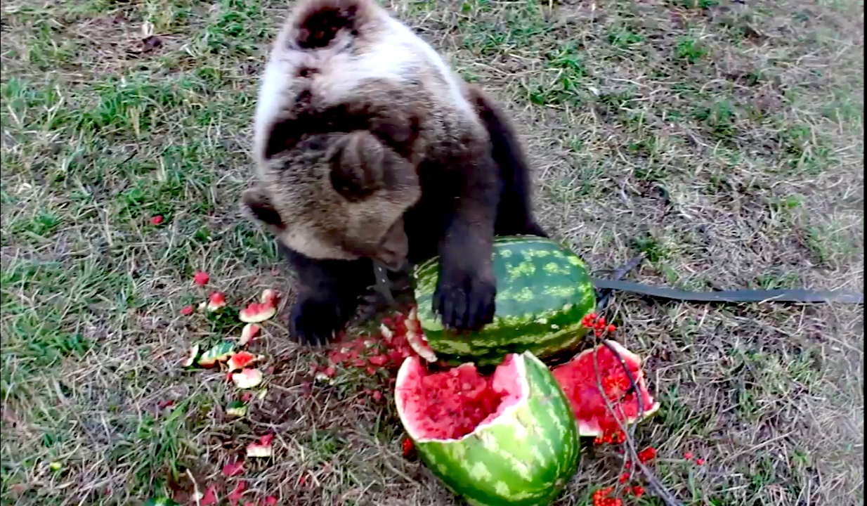 Bears eat watermelon Cute animals