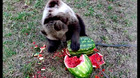 Bears eat watermelon Cute animals