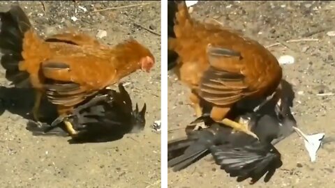 Dramatic Fight between Crow and Hen caught on camera