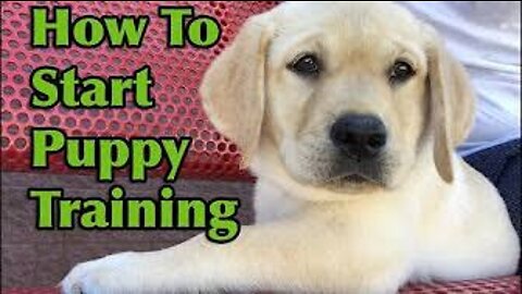 Dog Training 101: How to Train ANY DOG the Basics