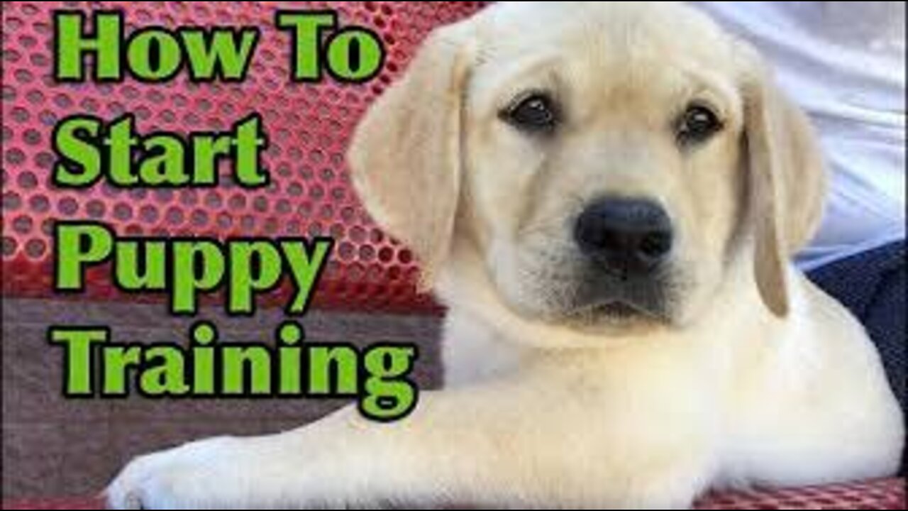 Dog Training 101: How to Train ANY DOG the Basics