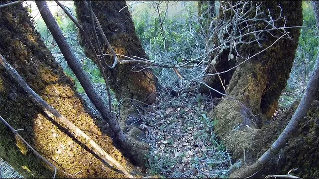 Old Forest Road: After the Storms