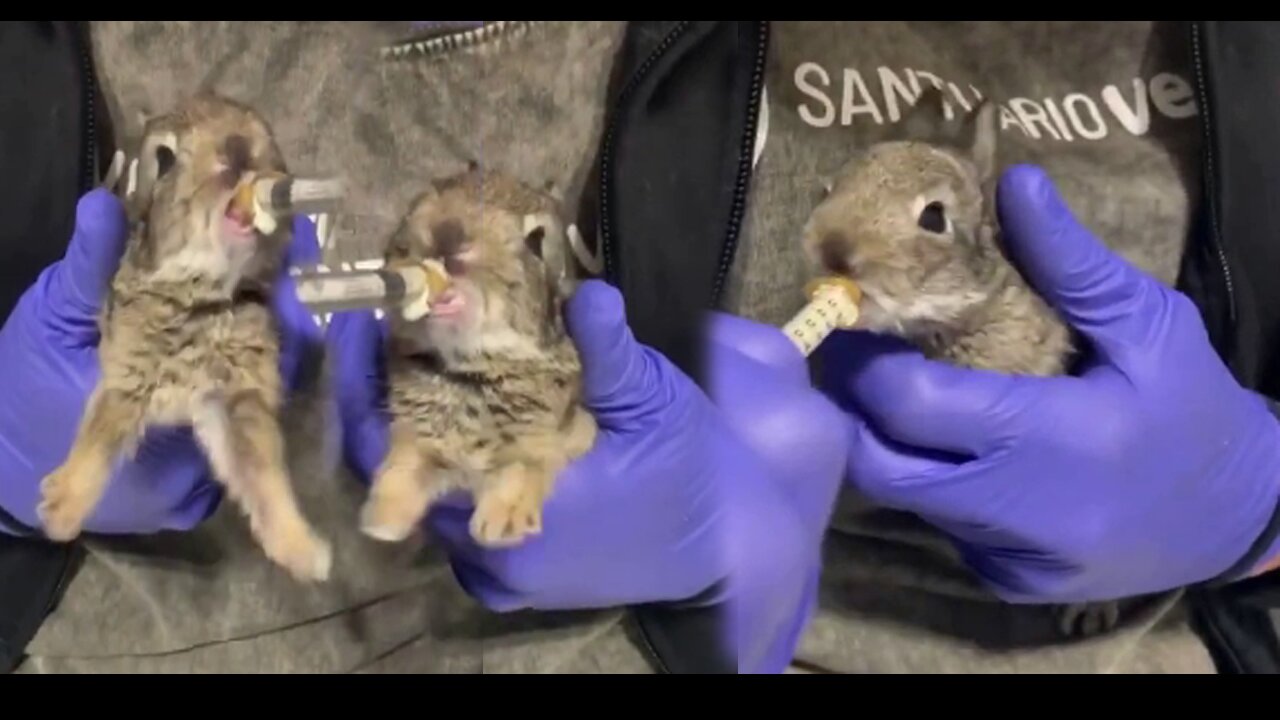 Beautiful video of Bottle feeding a baby rabbit