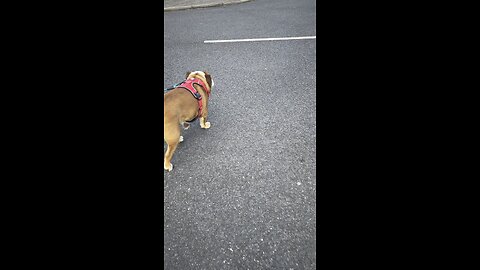 Taking Fergus for a walk