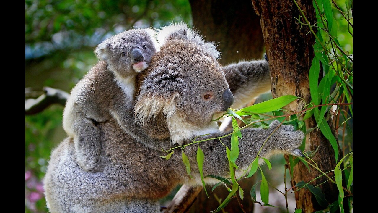 5 things about koalas - they're awesome 02