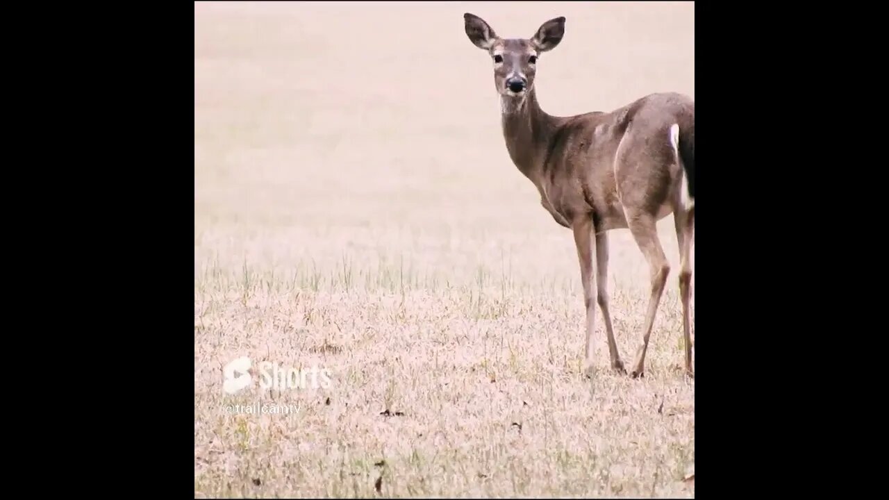 Deer in Chickamauga