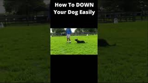 How To DOWN Your Dog Easily Part1