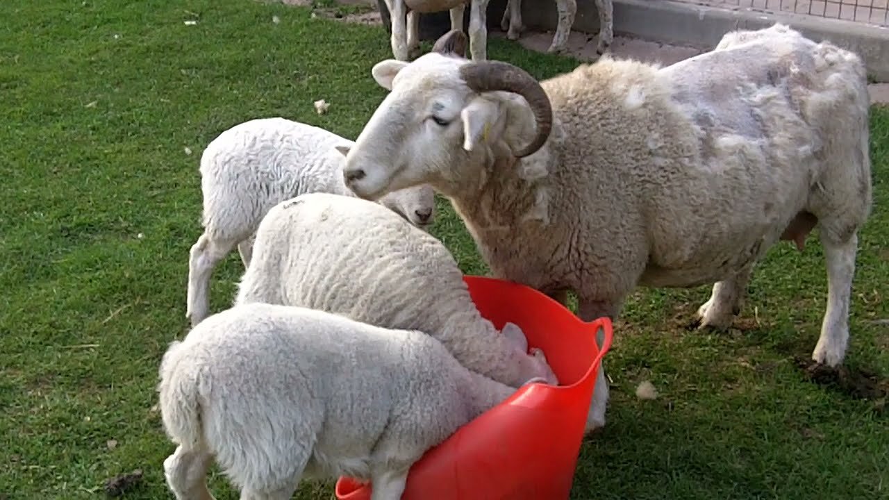 Baby Wiltshire Short Horn lambs getting big