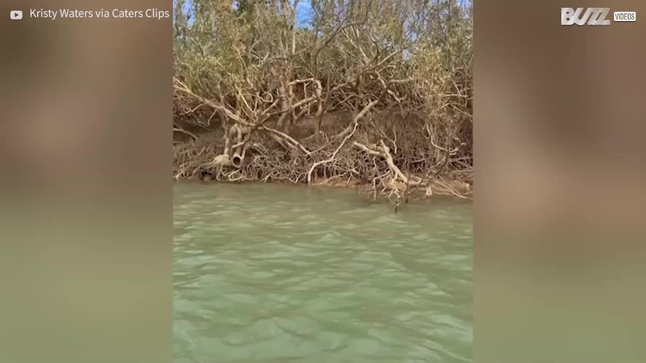 Tartaruga é resgatada de manguezais