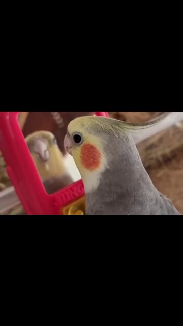 Chatty parrot loves talking to himself in the mirror