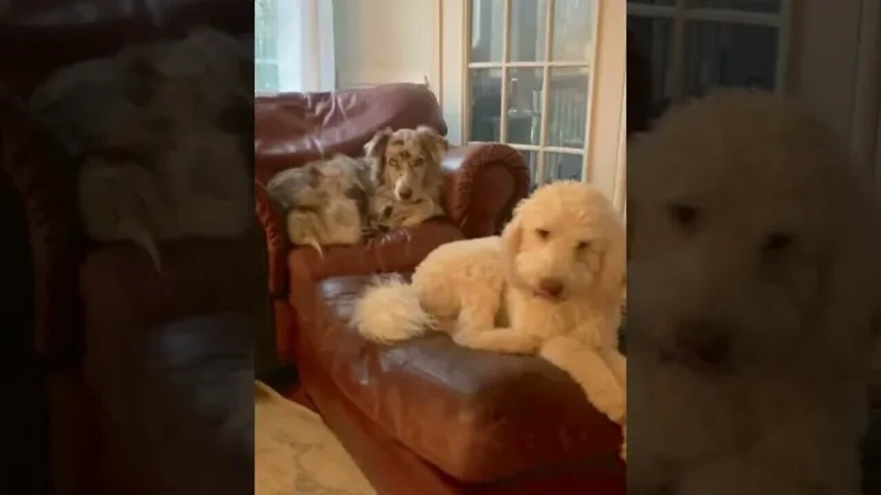 You can't separate these dogs 😍