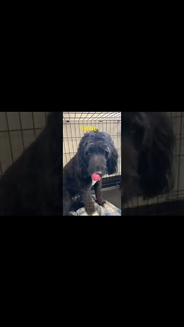 [Shorts 0087] EDDIE [#dogs #doggos #doggies #puppies #dogdaycare]