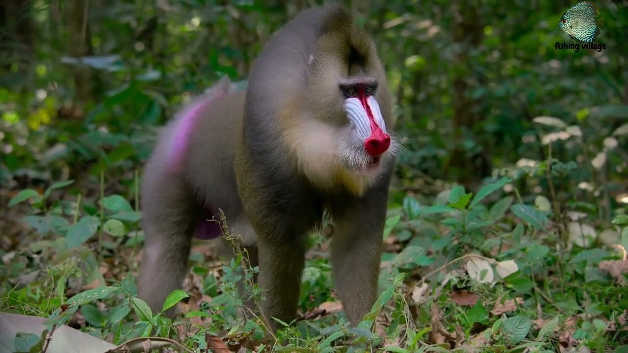 Mandrills in the forest | Fishing Village