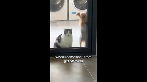 cats and dogs funny moments