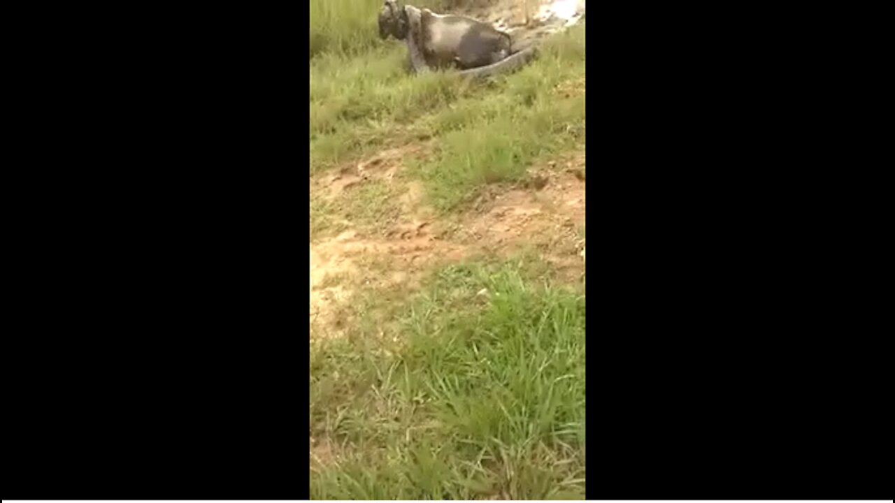 ANACONDA TRIES TO EAT OX