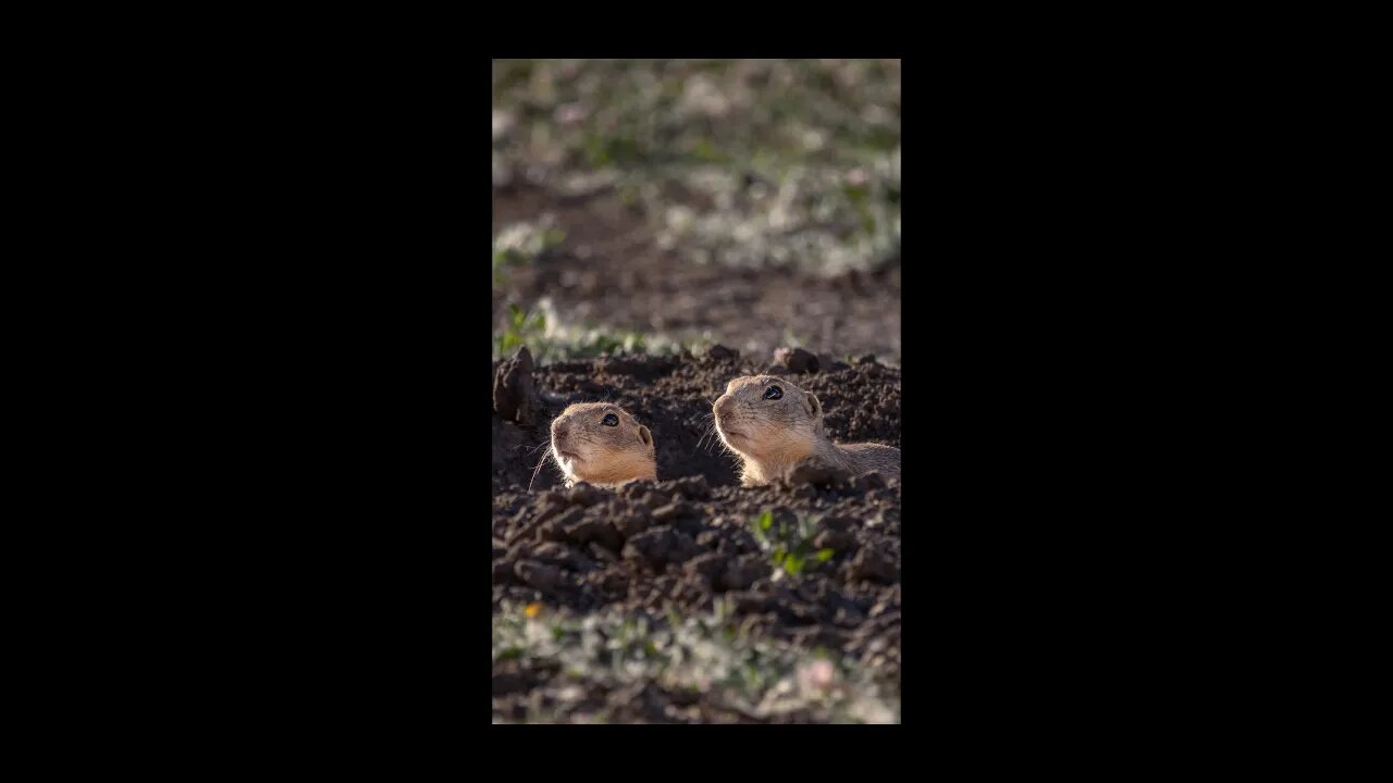 Prairie Dogs