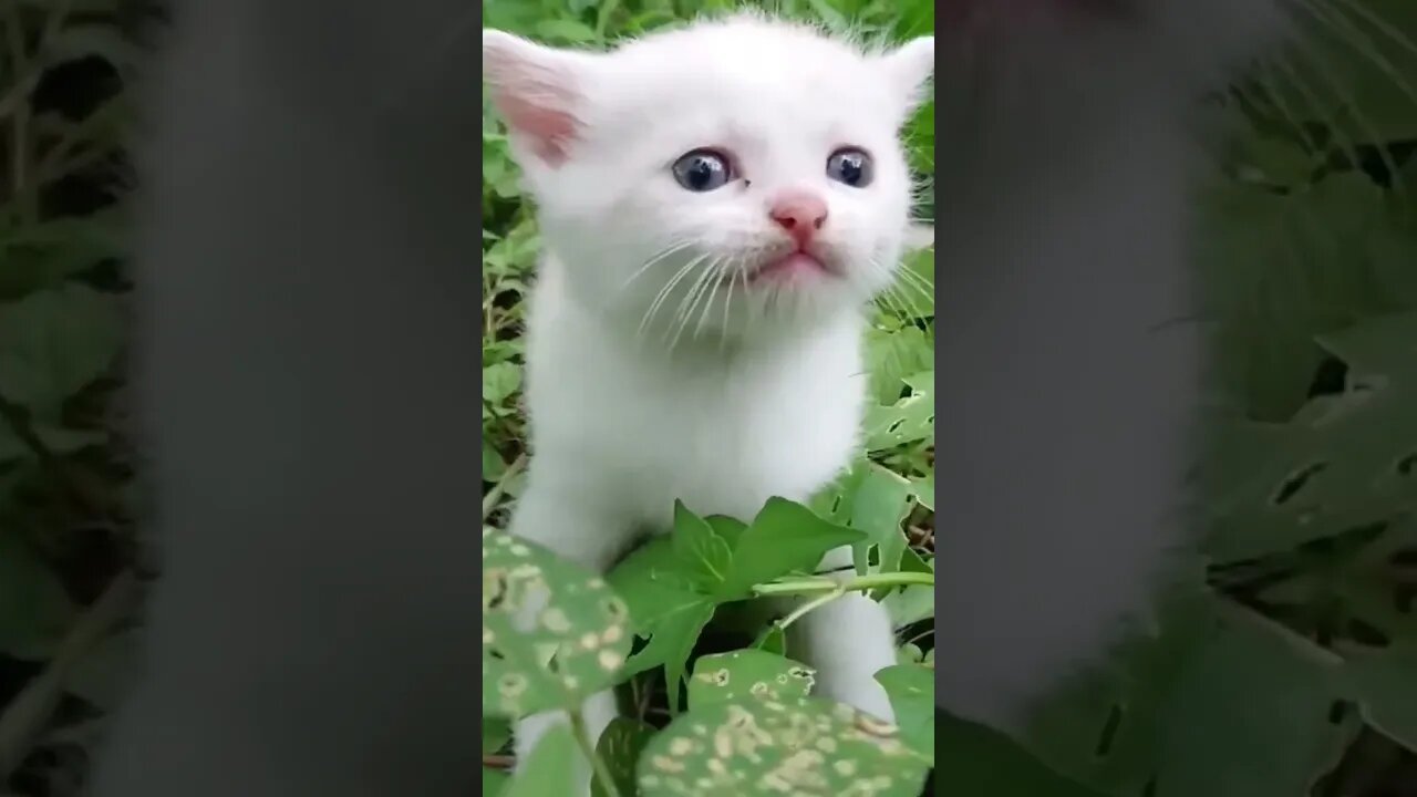 Cité Animals #short #cute videos