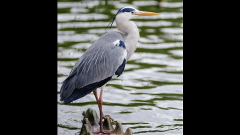 Great blue heron, just listen and enjoy the view