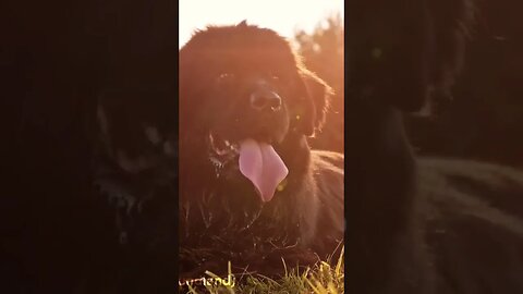 A raça Terranova 🐕 Um dos mais peludos do mundo! 🔝🐶🌎 #shorts