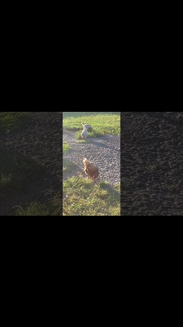 I Regularly Throw Food Grade DE In This Area To Help Prevent Mites #chickens #chickenshorts