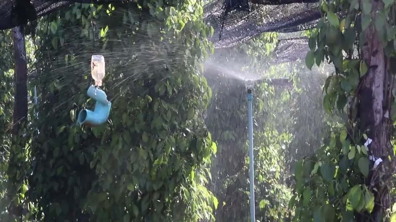 Spray Black pepper farm