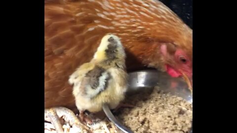 Checking in on mother hen and baby chicks. Two of the chicks were out from under her overnight.