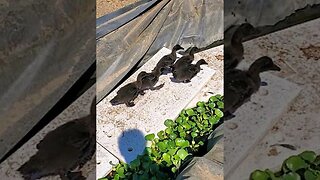 SUPER CUTE ducklings (baby Cayuga ducks) #shorts