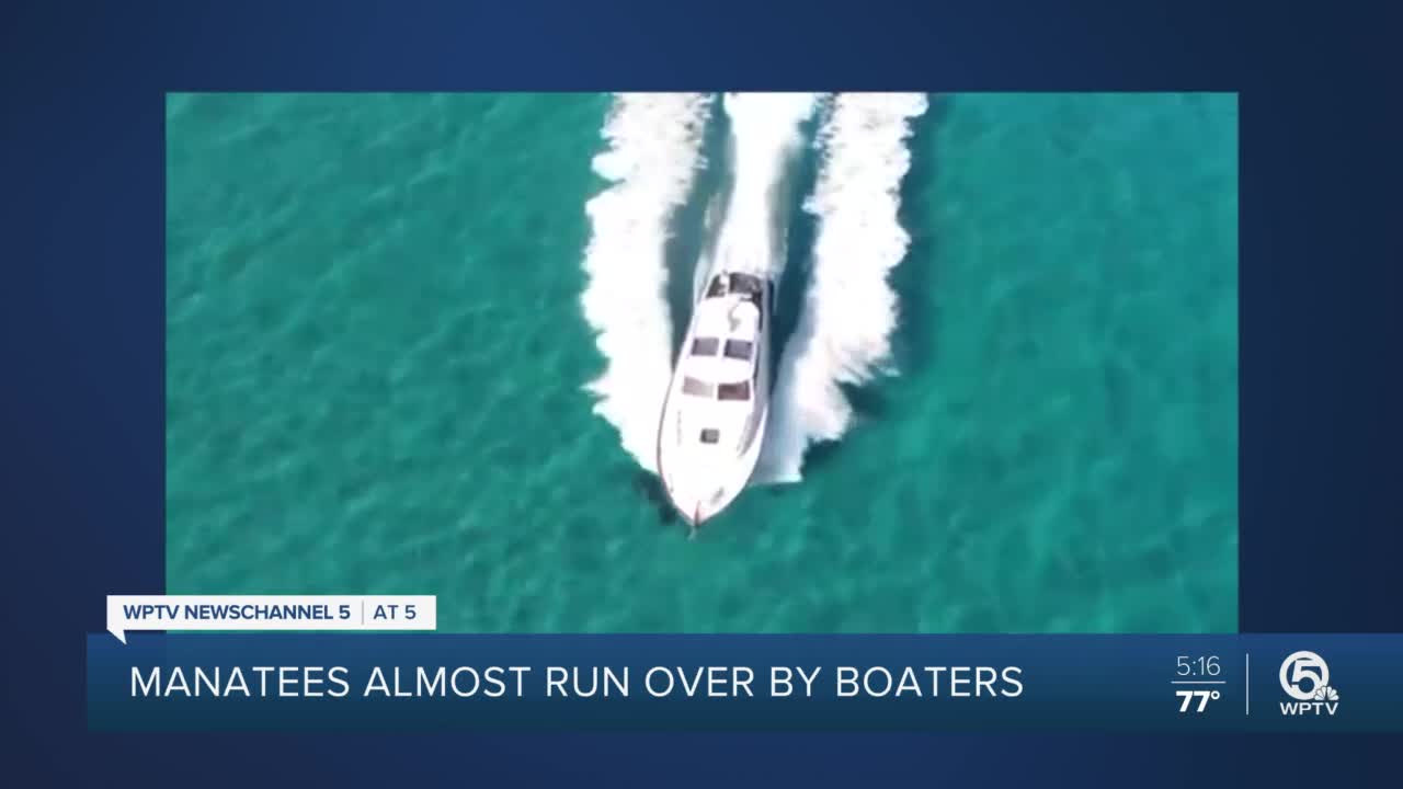 Manatees almost run over by boaters