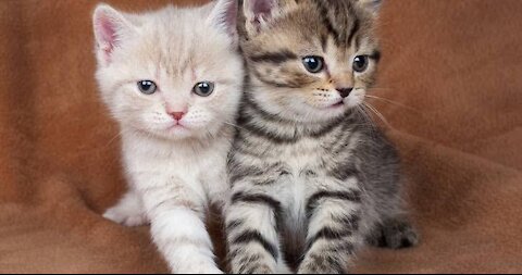 Newborn cat meet her brother for the first time