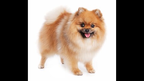 Pomeranian Dog