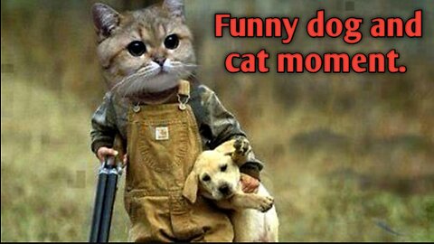 Best Funny Animal Videos Of The 2023 Funniest Cats And Dogs Videos