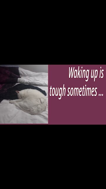 Waking up is Hard sometimes...