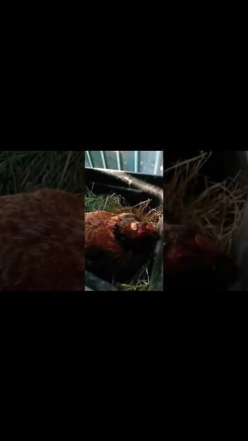 Good morning Chook chook sitting on eggs 25th September