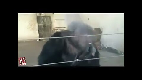 Funny animals video: smoking