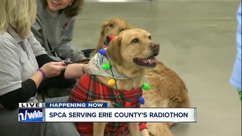 SPCA Serving Erie County's Radiothon donation help the smallest of friends