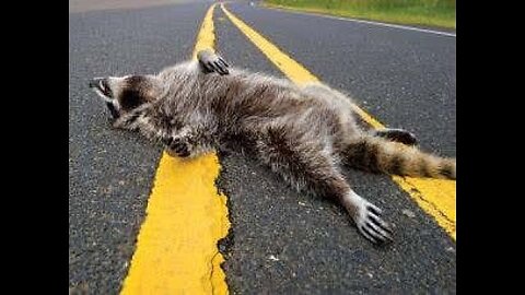 Went To Prison For Selling Pictures Of Road Kill (TRUE STORY-TIME)