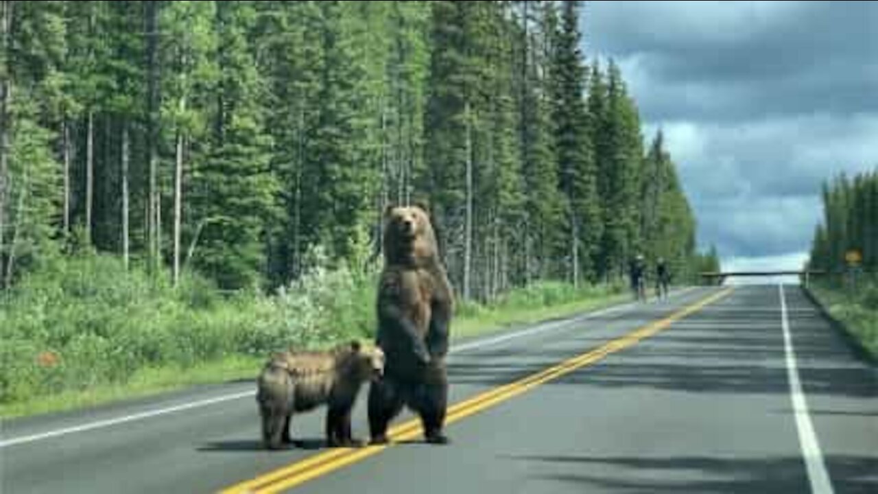 Des cyclistes terrifiés par la présence d'ours