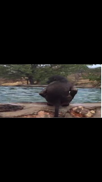 Playful baboon performs acrobatic dive into the water