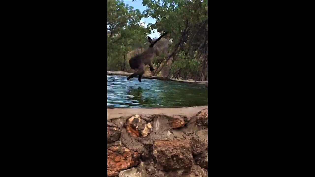 Playful baboon performs acrobatic dive into the water